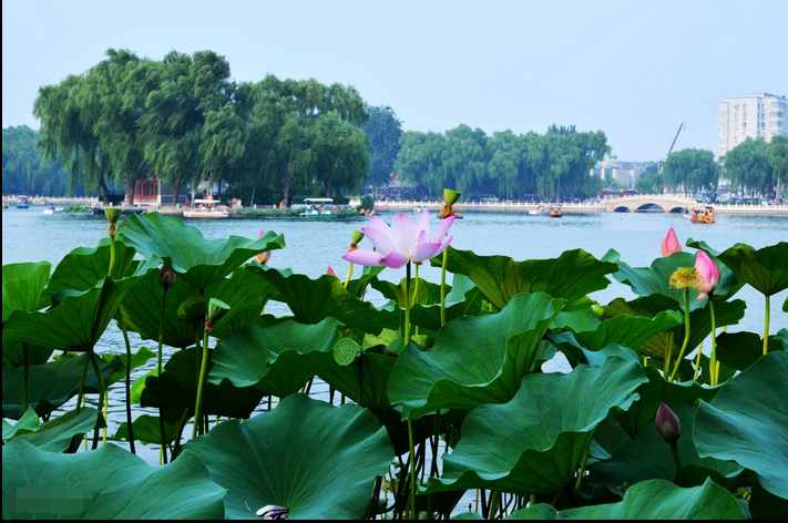 北京什刹海有什么好玩的（后海什刹海旅游攻略）