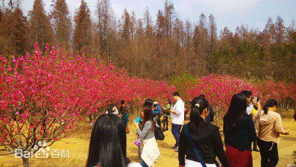 肇庆七星岩旅游攻略,请问肇庆七星岩游玩一天时间够不够一般玩哪些景点