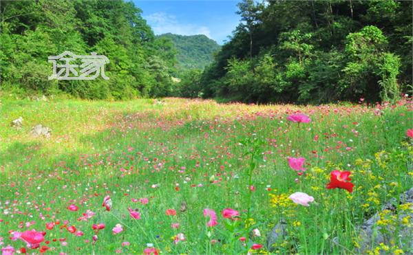 自由行药王谷,绵阳药王谷旅游攻略