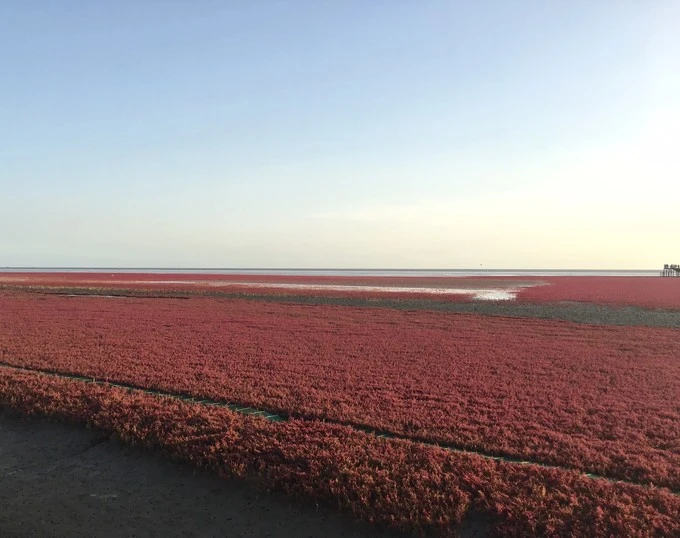 盘锦红海滩一日游,盘锦红海滩游玩攻略