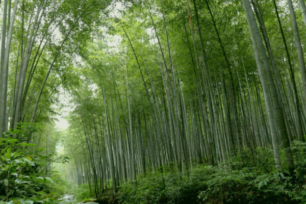 江苏适合自驾游的地方有哪些（江苏自驾游群）