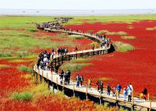 北京到红海滩多少公里（北京去红海滩旅游攻略）