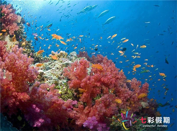 斐济外岛一日游,问个问题哦斐济的外岛一日游哪个最好玩