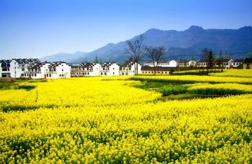 婺源当地一日游报价,婺源自己一日游怎么安排