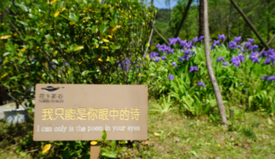 花乡茶谷旅游度假风景区,武汉花乡茶谷旅游度假有限公司怎么样