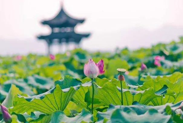 科普剧植物王国一日游,您好！冒昧的打扰您了看到百度有您很多的回答问题知道您一定对西双版纳很熟那是我一直很想去的地方