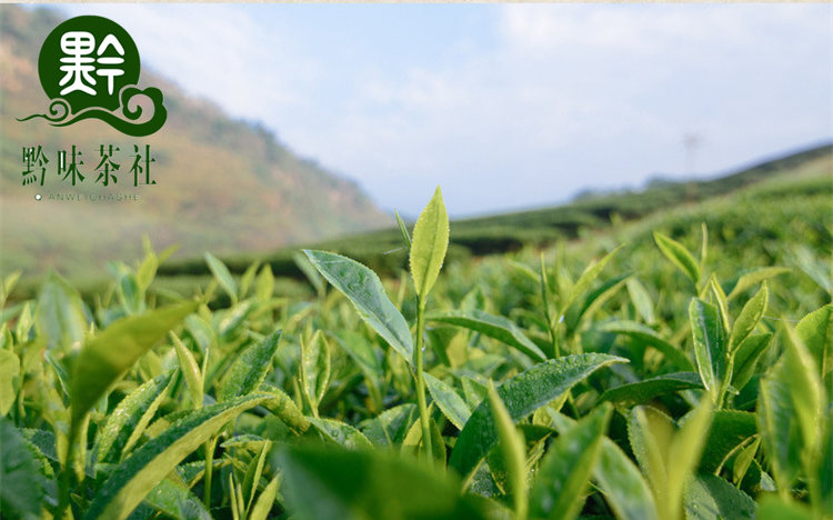 茶旅游线路,求旅游路线方案茶文化方面的