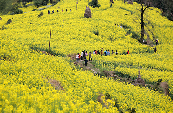 婺源的简介是什么（江西婺源旅游景点介绍）