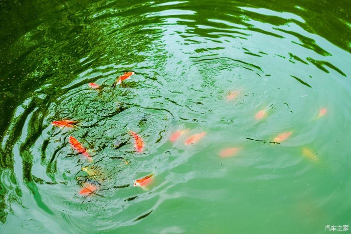 铜梁花海一日游,打卡铜梁花语悠游谷记双胞胎宝贝与比亚迪e3的浪漫花海一日游！