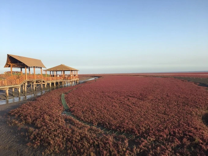 盘锦红海滩一日游,盘锦红海滩游玩攻略