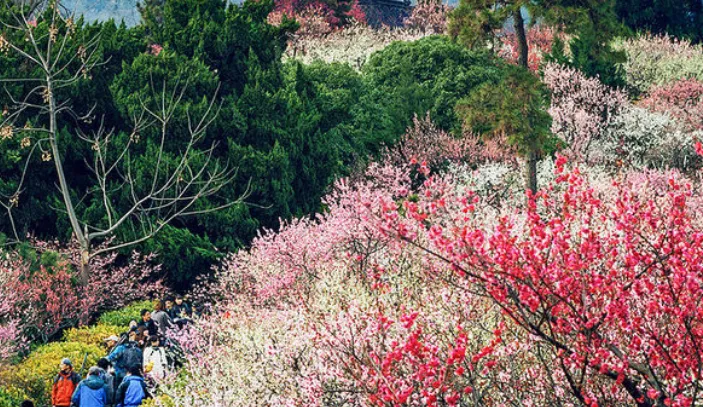 南京有哪些旅游景点,南京市区有哪些旅游景点