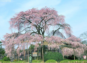 日本旅游费用预算,去日本旅游(自由行)大约一个月大概需要多少钱