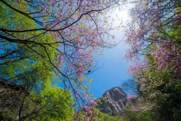 洛阳市一日游,洛阳一日游必去的地方