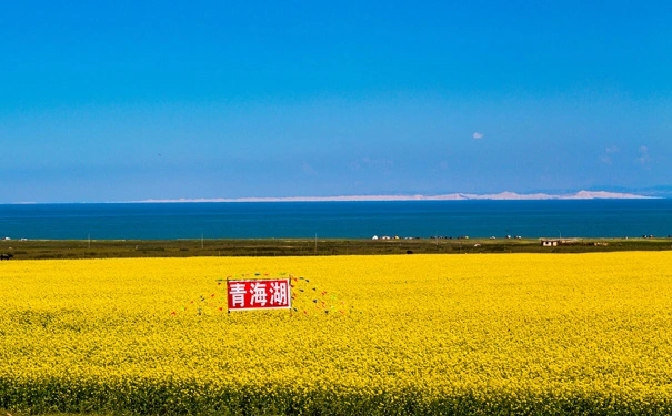 想去青海湖看油菜花只有一天时间不想跟着旅游团不想包车请问怎么去游览那些景点比较好呢多谢（青海油菜花一日游）