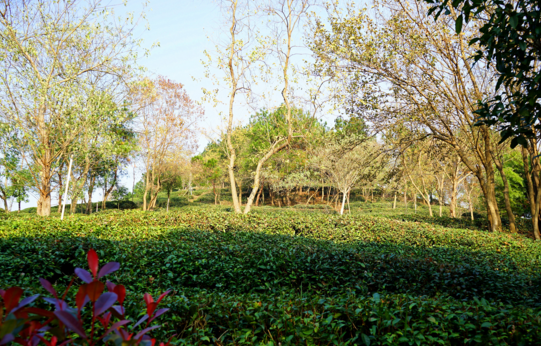 花乡茶谷旅游度假风景区,武汉花乡茶谷旅游度假有限公司怎么样