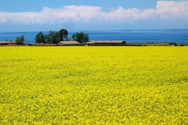 想去青海湖看油菜花只有一天时间不想跟着旅游团不想包车请问怎么去游览那些景点比较好呢多谢（青海油菜花一日游）