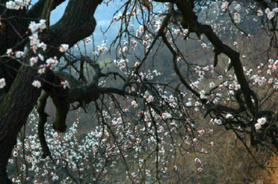 乡村旅游景点大全,重庆乡村旅游景点有哪些