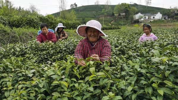 自驾游紫阳采茶攻略,安康紫阳哪里可以采茶