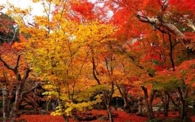 北京香山红叶一日游攻略,北京香山红叶一日游需要多少钱