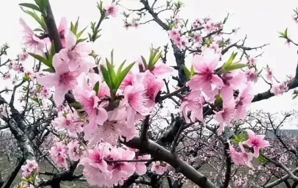 拈花湾雪浪山二日游,无锡拈花湾到雪浪山生态园怎么去本人无车路程有多长逛两个地方需要多少时间一天够吗