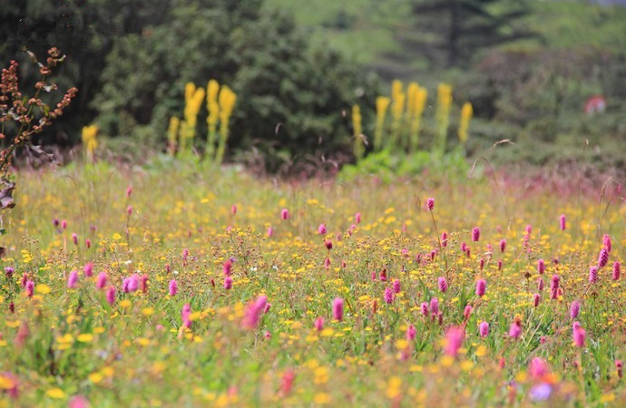 四川攀枝花有哪些景点（四川攀枝花旅游景点）