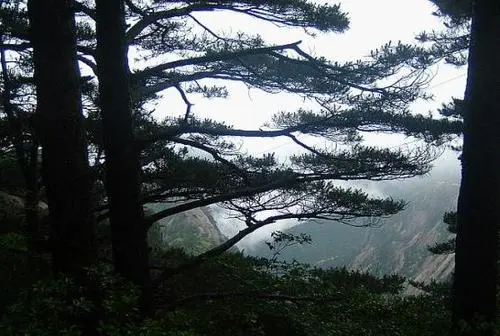 黄山景区游览一天的时间够吗怎么安排（黄山风景区一日游）