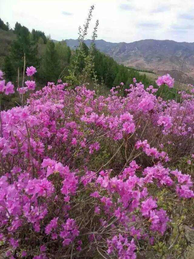 黄岗梁自驾,想到内蒙古旅游从北京出发到红山军马场再到达里湖到黄岗梁最后北京求自驾路线和住宿什么的