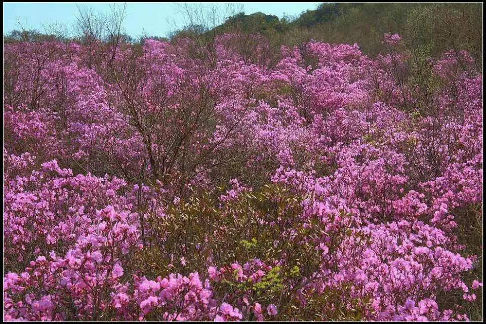 黄岗梁自驾,想到内蒙古旅游从北京出发到红山军马场再到达里湖到黄岗梁最后北京求自驾路线和住宿什么的