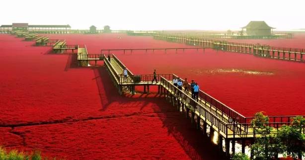 盘锦红海滩景区旅游,盘锦红海滩游玩攻略