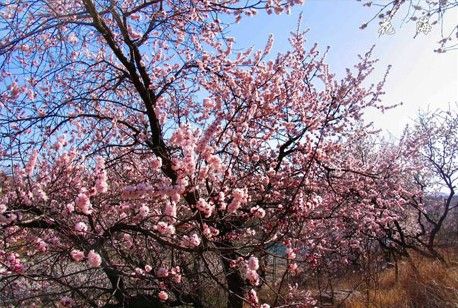 狼牙山景区有什么著名的景点给简单介绍一下（狼牙山旅游景点介绍）