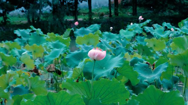 泰顺都有哪些旅游景点（文成泰顺旅游景点大全）