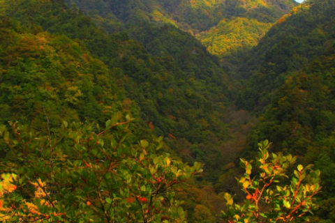 青川的旅游景点有哪些（青川有什么旅游景点）